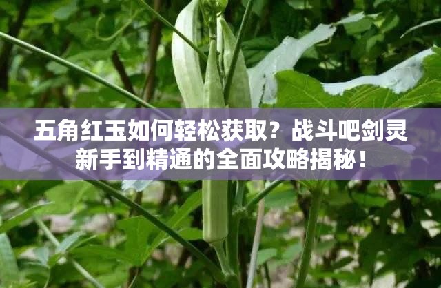 五角红玉如何轻松获取？战斗吧剑灵新手到精通的全面攻略揭秘！